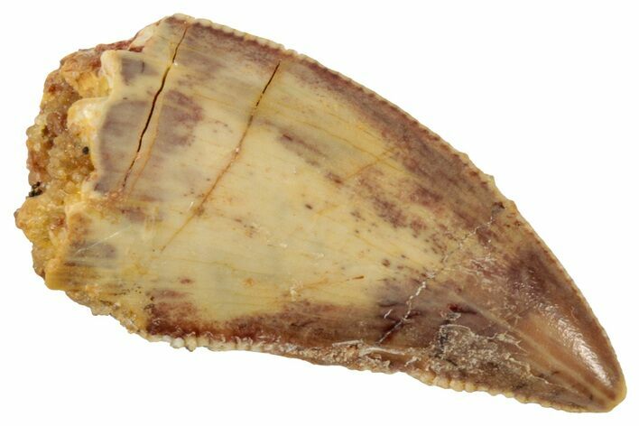 Serrated Raptor Tooth - Real Dinosaur Tooth #358017